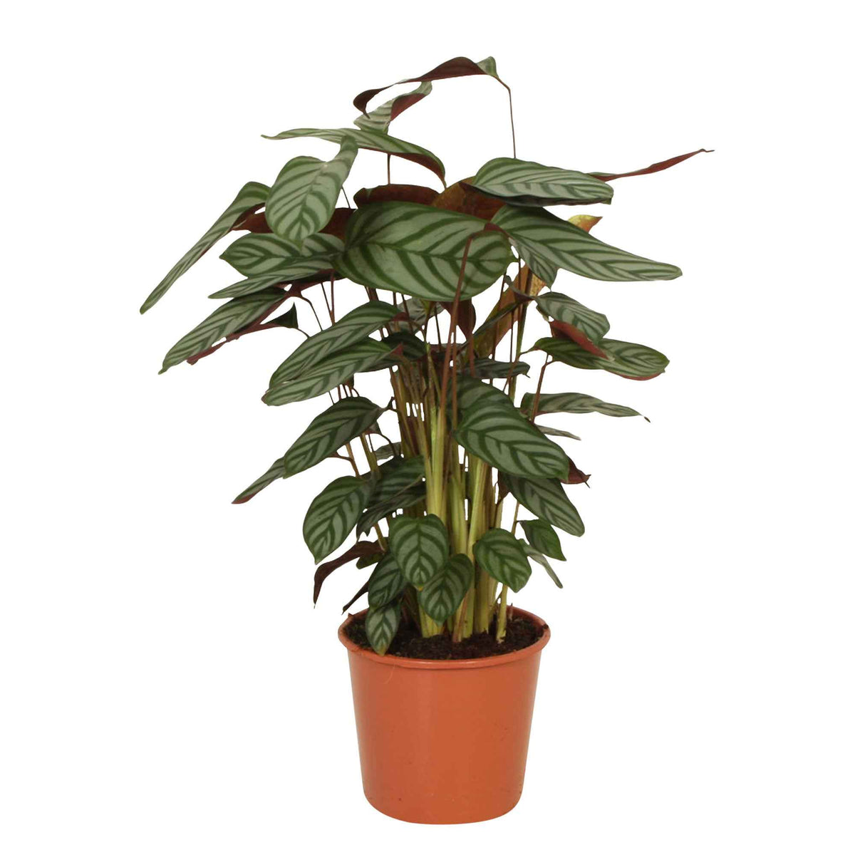 Korbmarante 'Compact Star' - Calathea compact star - Willemse