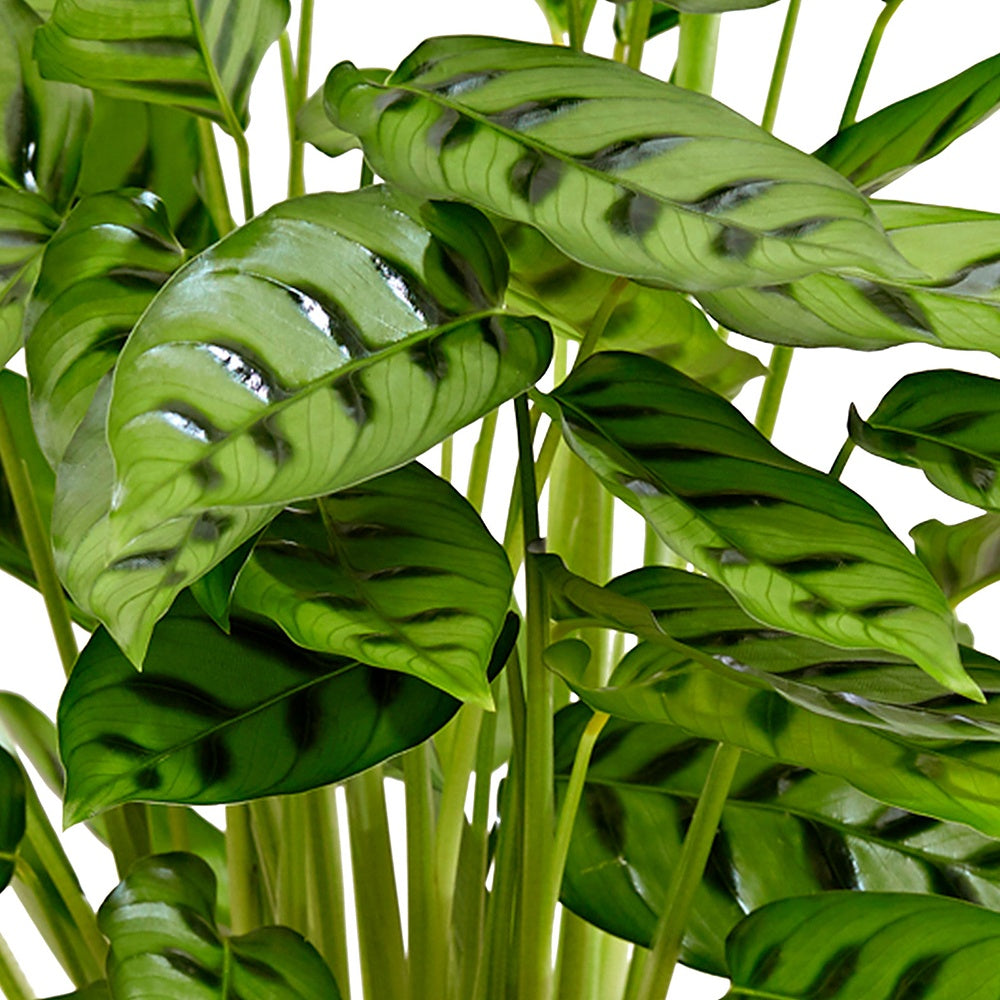 Korbmarante 'Leopardina' - Calathea leopardina