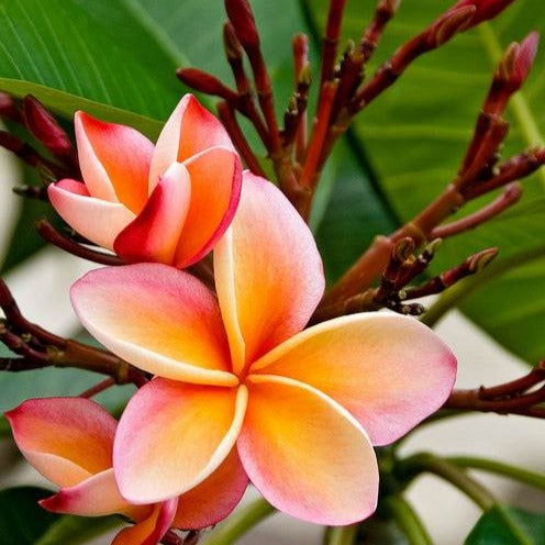 Frangipani rot - Plumeria Rubra Bordeau - Willemse