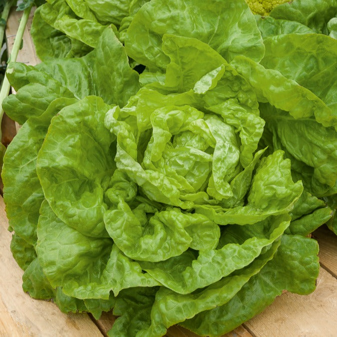 Kopfsalat Winterwunder