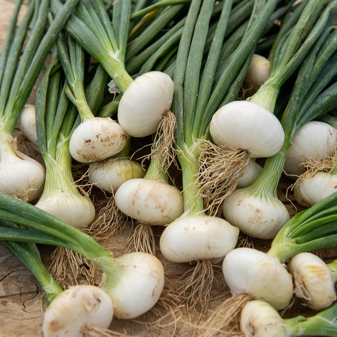 Silberzwiebel Barletta