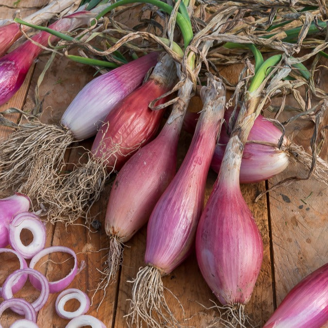 Rote, lange Zwiebel ‘Long de Florence’