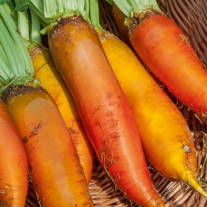 Gelbe Bete ‘Jaune Geante de Vauriac’
