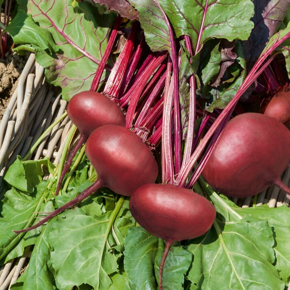 Rote-Bete-Kollektion