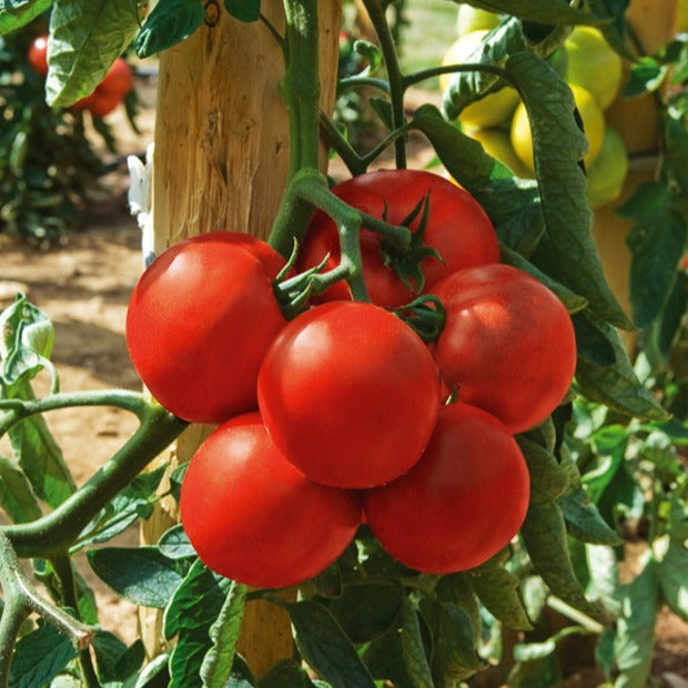 Tomate Montfavet 63/5 F1 - Willemse
