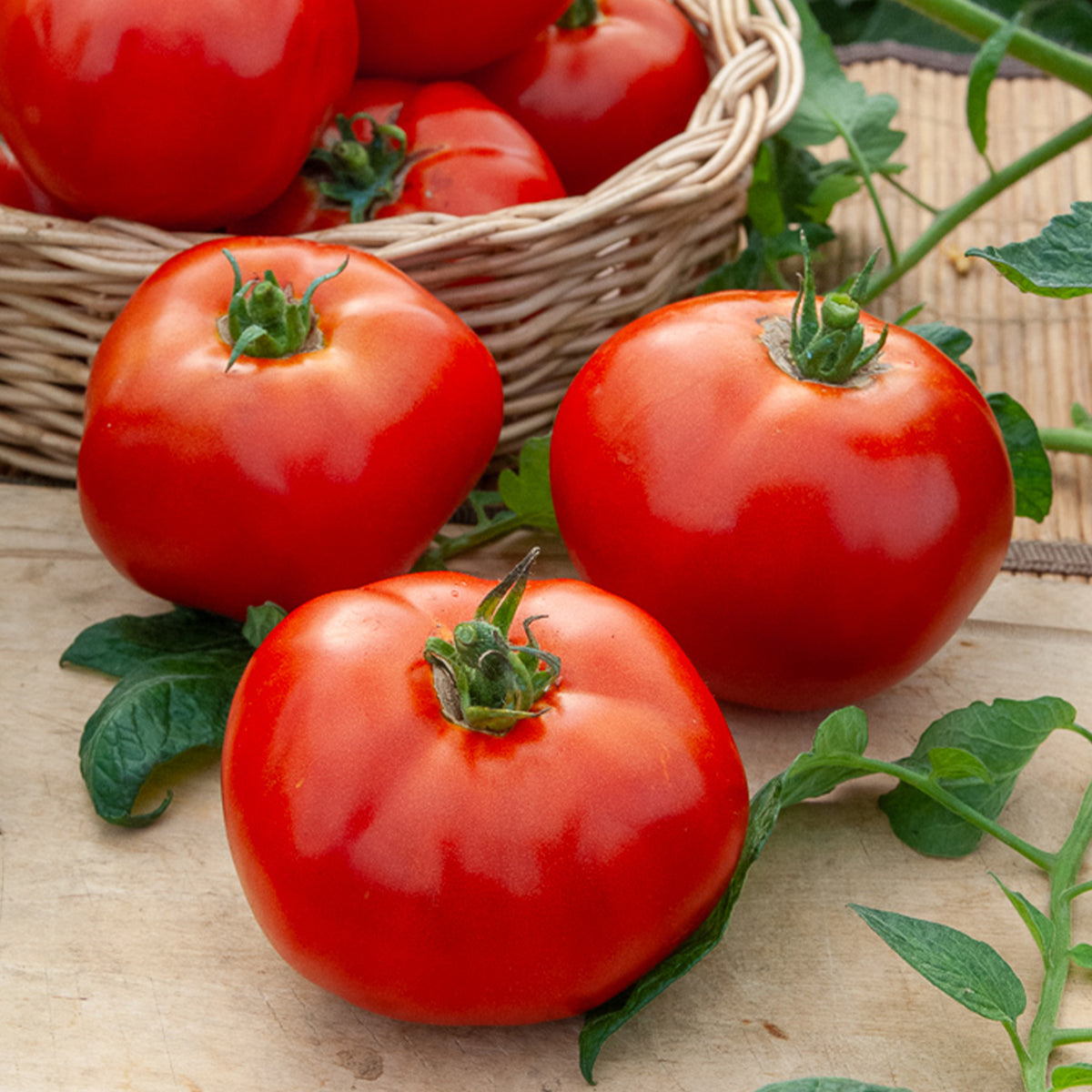 Fleischtomate Marktwunder - Willemse