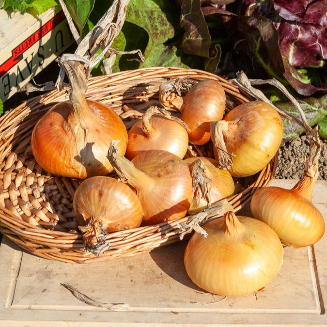 Zwiebel Jaune - Willemse