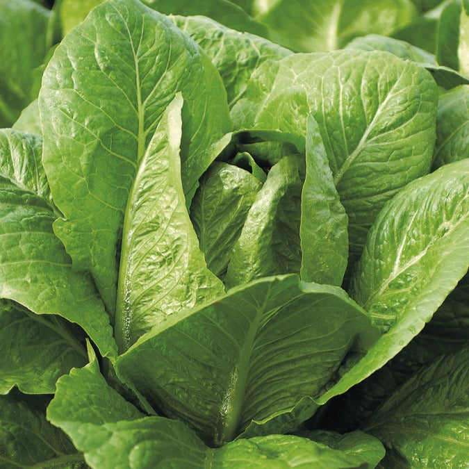 Römersalat Blonde Maraîchère - Willemse