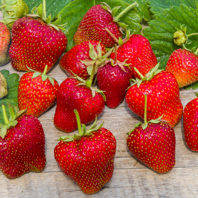 Erdbeere 'Gigantella Maxim' (x20) - Fragaria maxim - Willemse