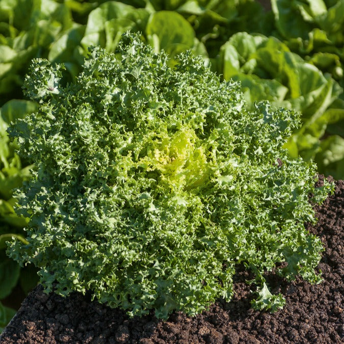 Endivie de Ruffec - Cichorium endivia de ruffec - Willemse
