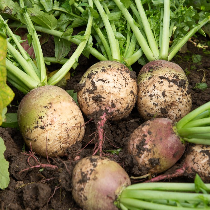 Rettich ‘Red Meat’