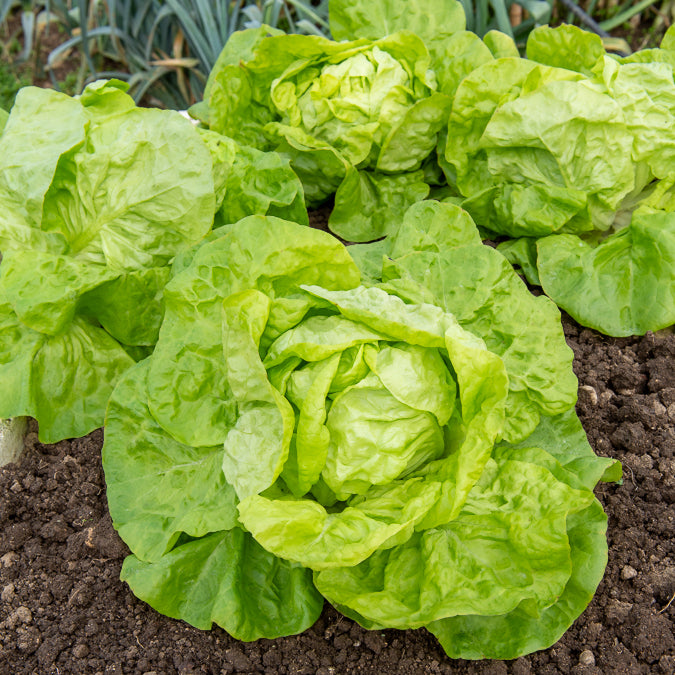 Collection 6 mois de laitues (grosse blonde, tremont, merveille des 4 - 6-Monats-Salatkollektion (Grosse blonde, Tremont, Merveille des 4) - Samen für Salate