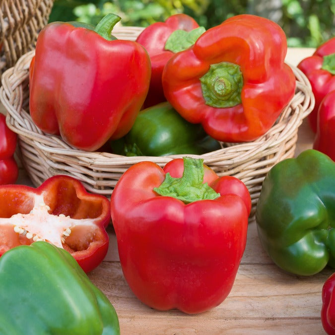 Paprika Capsicum 'California Wonder' - Capsicum annuum California Wonder - Willemse