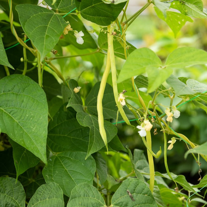 Stangenbohne Monte Gusto