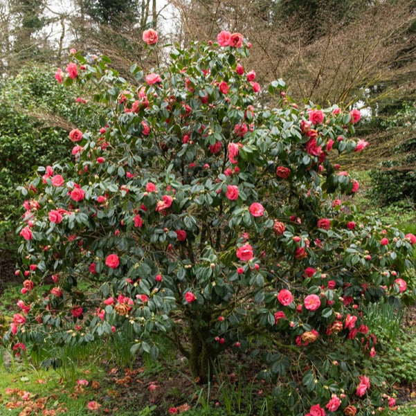 Japanische Kamelie rosa - Camellia Mathotiana rosea - Willemse