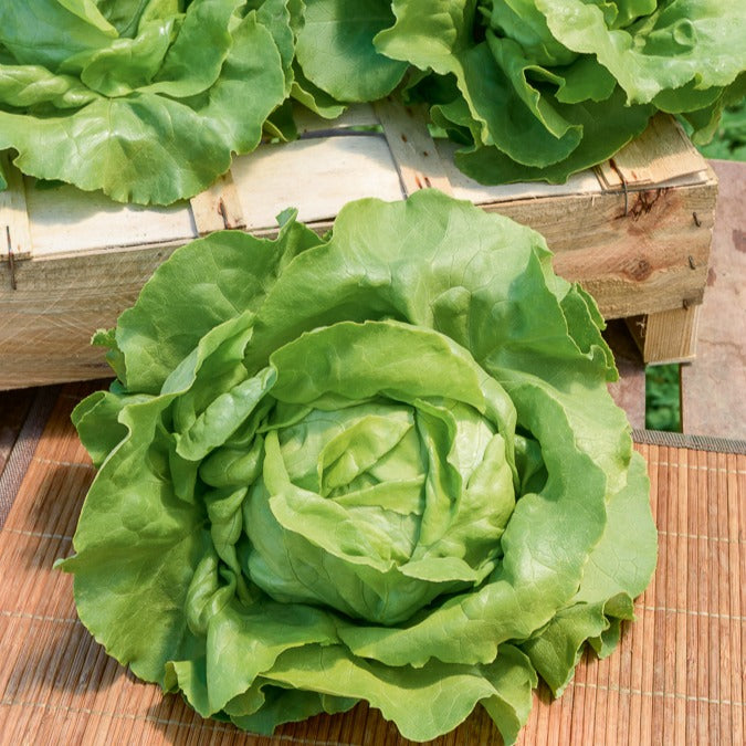 Kopfsalat Sylvesta