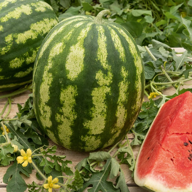 Wassermelone Crimson Sweet Bio