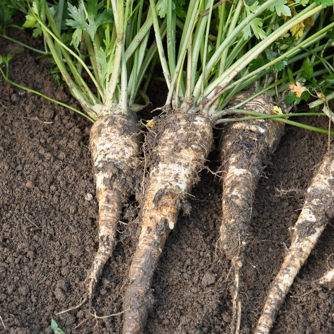 Hamburger Petersilie