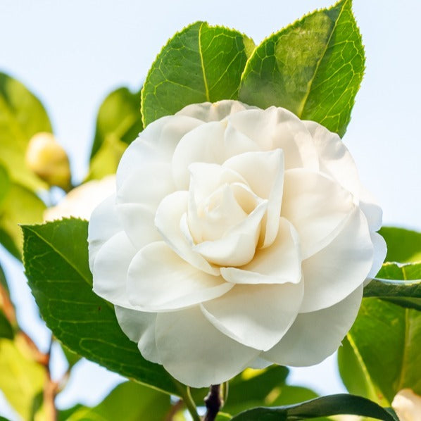 Camellia japonica, Arundinaria murielae, Acer palmatum Atropurpureum - Japanische Kamelie, Muriel-Bambus, Fächer-Ahorn (x3) - Sträucher