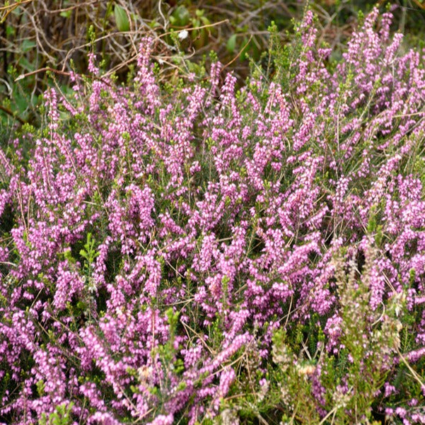 Winterheide Furzey - Willemse