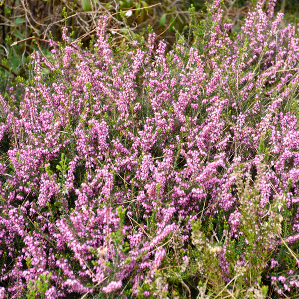 Winterheide Furzey - Erica darleyensis furzey - Willemse