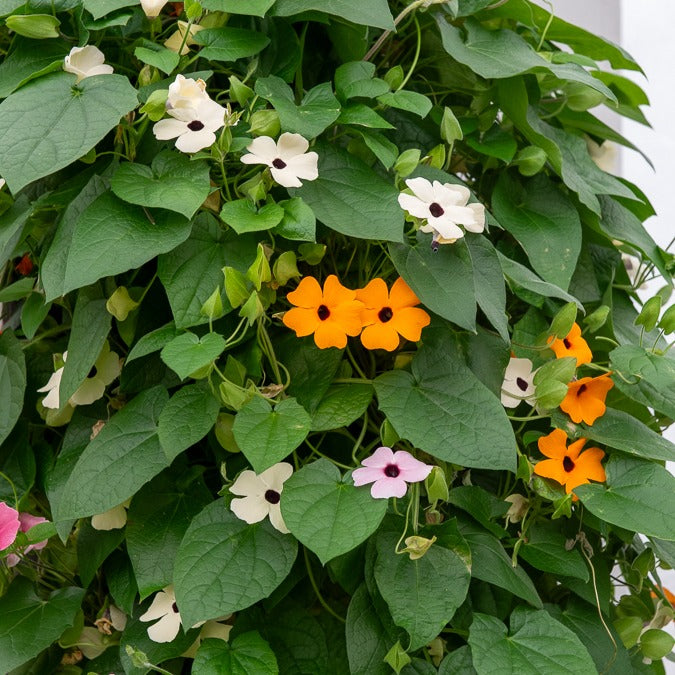 Schwarzäugige Susanne Mischung (pink, orange, weiß) (x3)