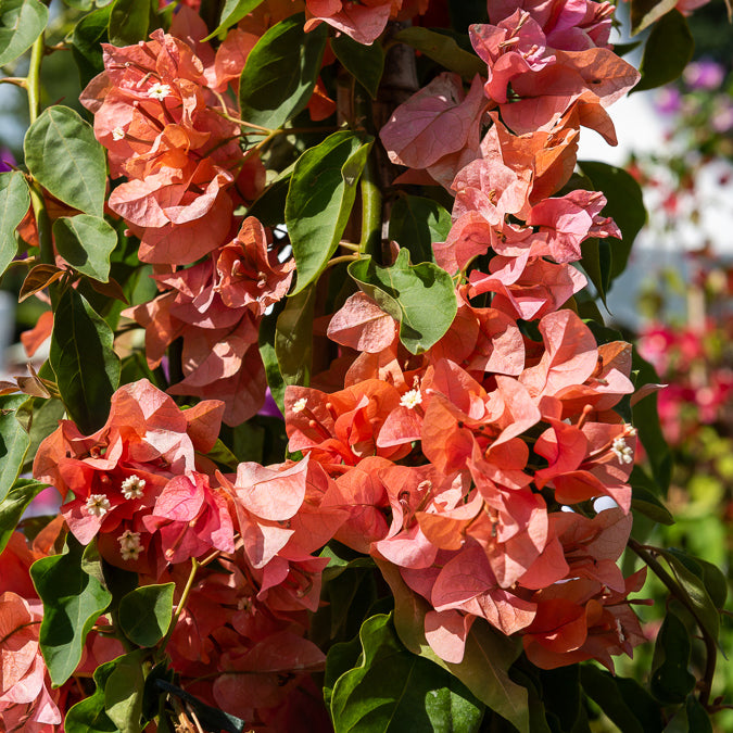Drillingsblume orange - Bougainvillea orange - Willemse