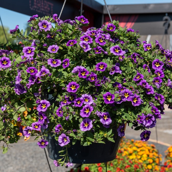 Zauberglöckchen Bumble Bee (x3)