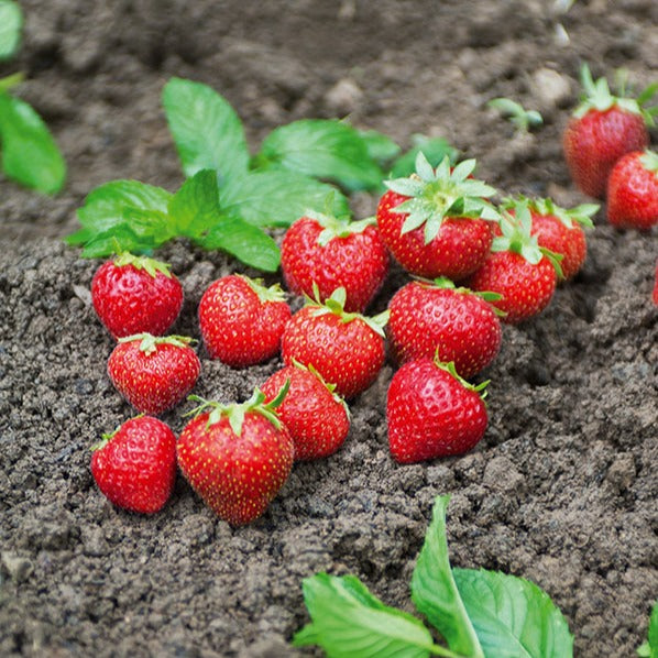 Erdbeer-Pflanze 'Charlotte' - Willemse