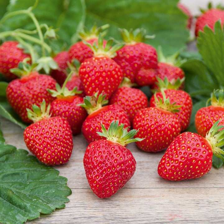 Erdbeer-Pflanze 'Rubis Des Jardins' - Fragaria x ananassa 'Rubis Des Jardins' - Willemse