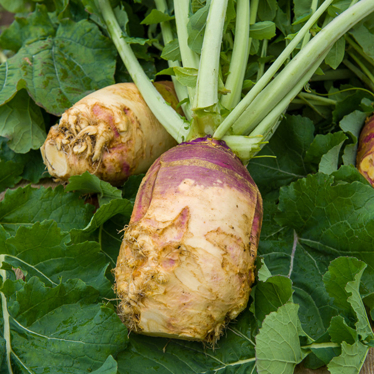 Kohlrabi Champion - Willemse