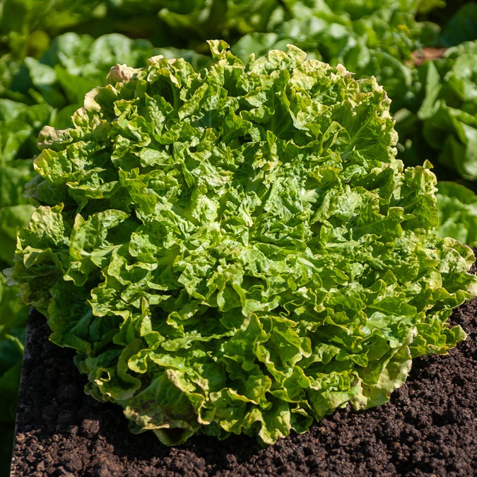 Endiviensalat Blond mit vollem Herzen - Cichorium endivia latifolium Blonde à coeur plein - Willemse