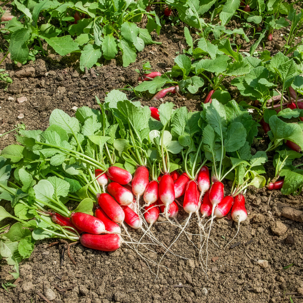 Radieschen Bamba - Raphanus sativus bamba (obt clause) - Willemse