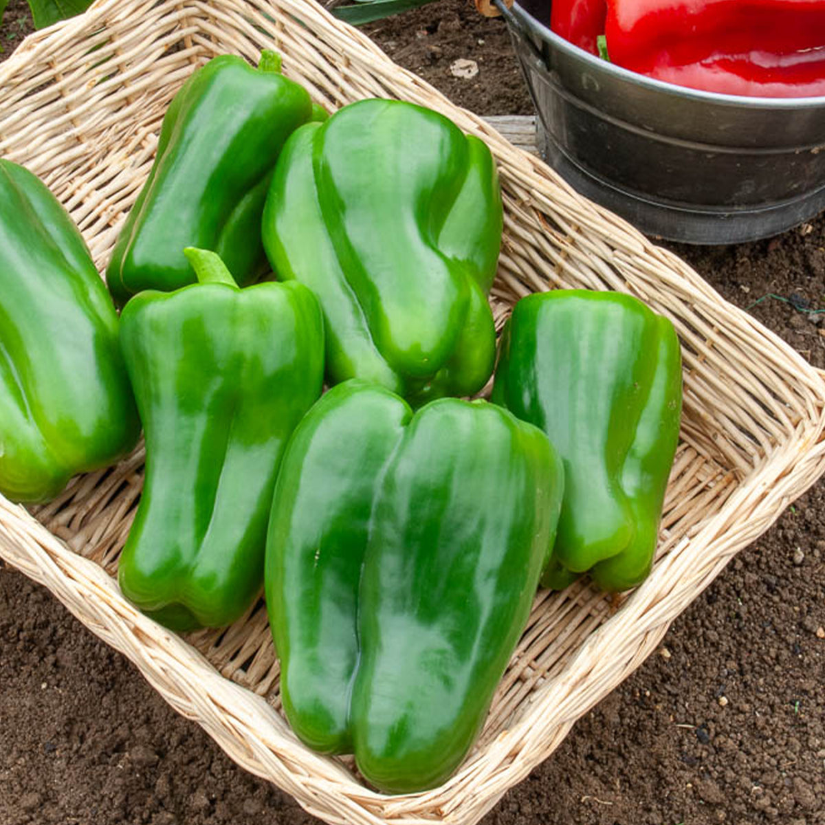 Paprika Lamuyo F1 - Willemse