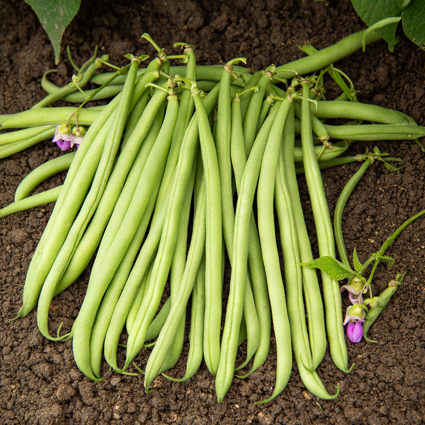 Buschbohne 'Delinel' - Willemse