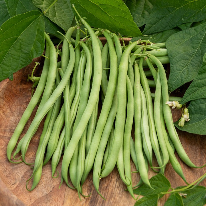 Grüne Bohne Argus - Phaseolus vulgaris argus - Willemse