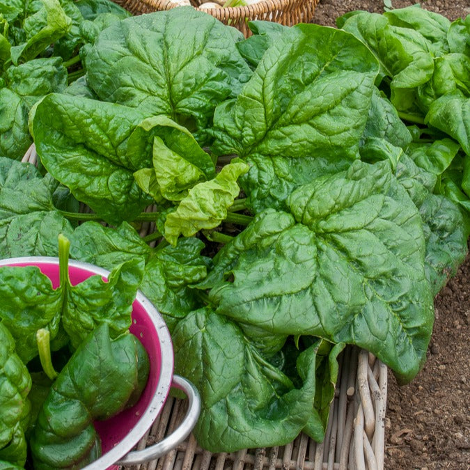 Riesen-Winterspinat - Spinacia oleracea géant d'hiver - Willemse