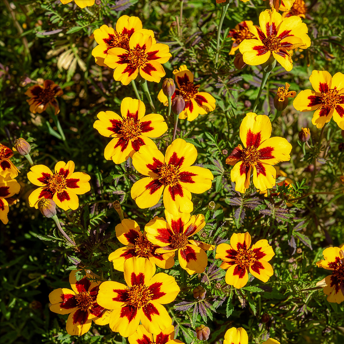 Studentenblume ‘Naughty Marietta’ - Tagètes patula naughty marietta - Willemse