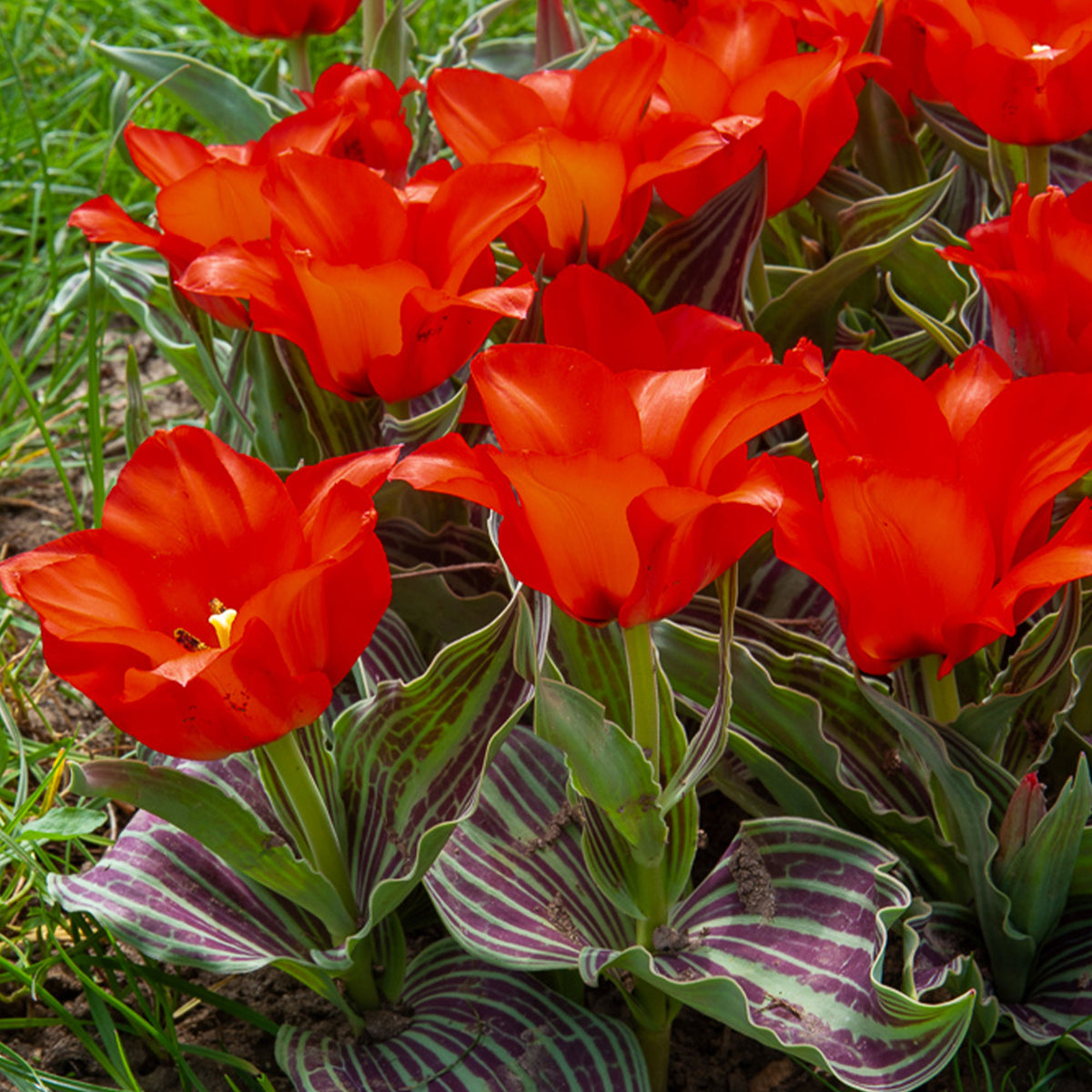 Greigii-Tulpen ‘Chaperon Rouge’ (x10) - Willemse