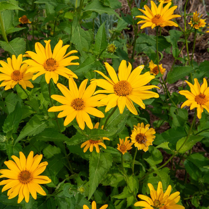 Sonnenauge (x5) - Willemse