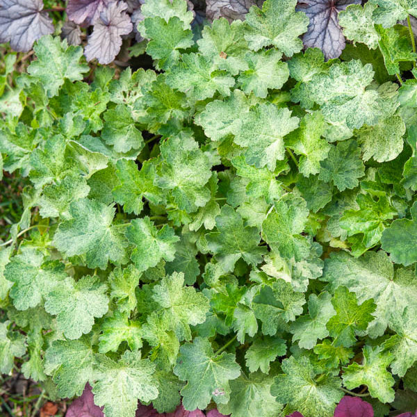 Purpurglöckchen-Hybriden Hercules ® (x3) - Willemse