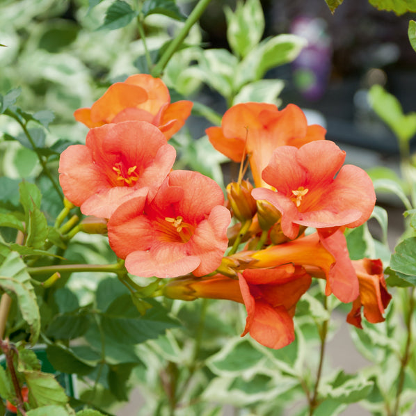 Verkauf Trompetenblume Madame Galen - Kletterpflanzen