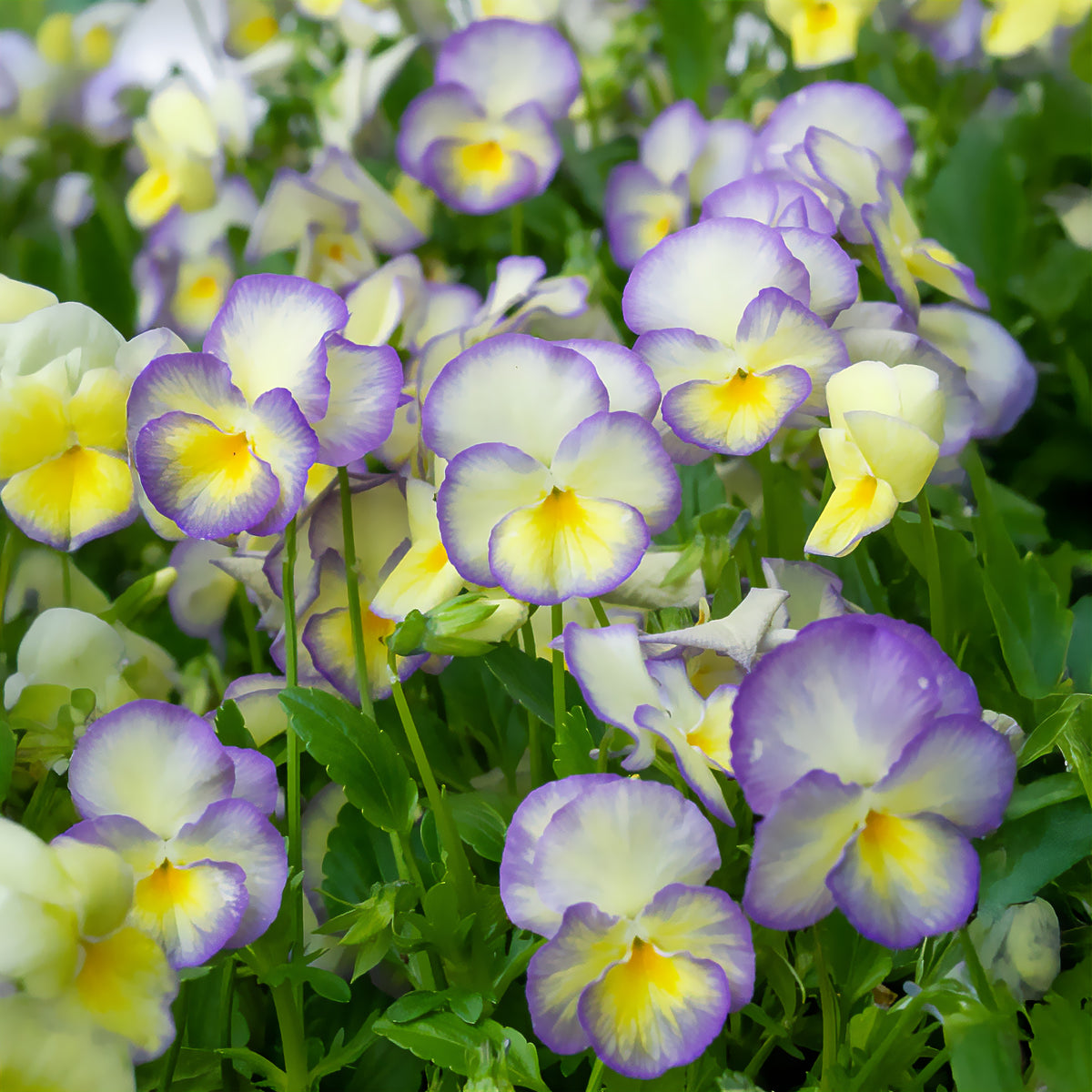 Stiefmütterchen Zinn (x3) - Willemse