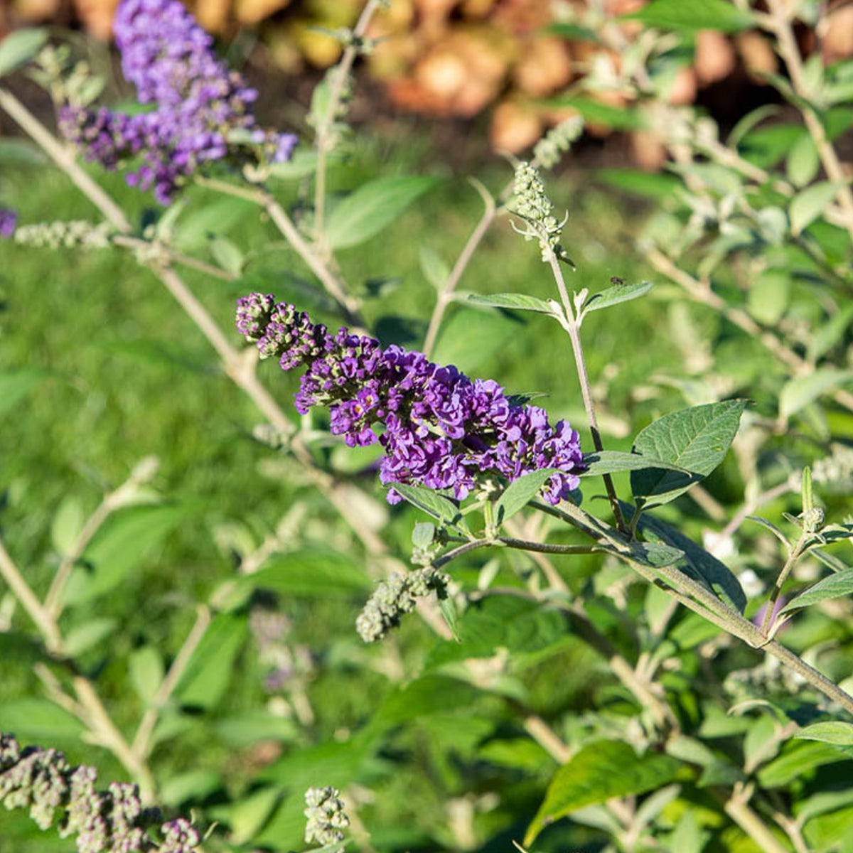 Schmetterlingsflieder Sommerflânerie - Willemse