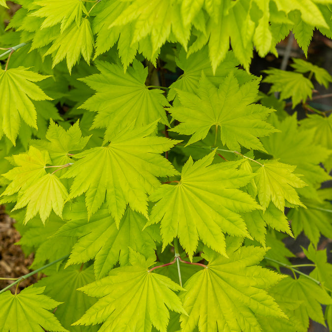 Acer shirasawanum aureum - Goldahorn -
