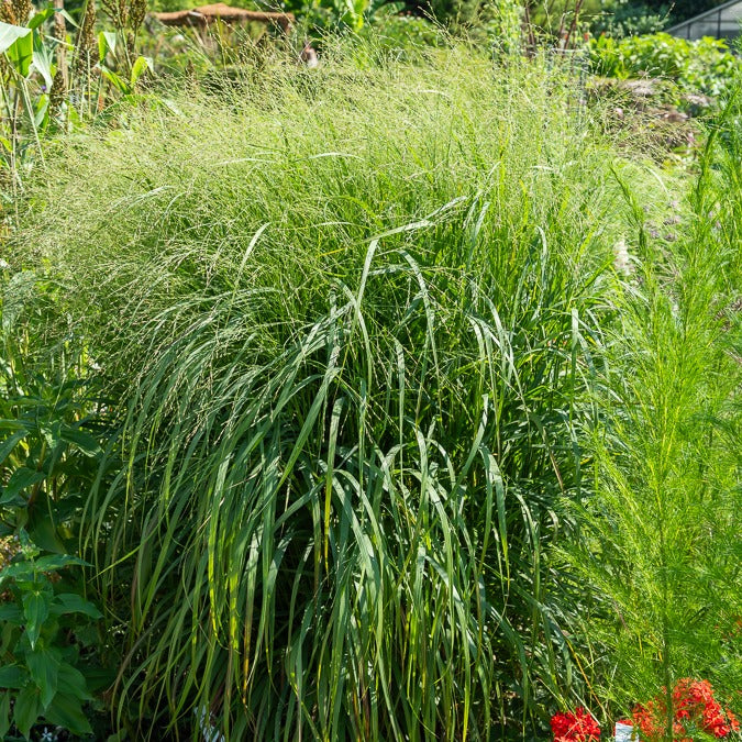 Panicum virgatum heavy metal - Bläuliche Ruten-Hirse Heavy Metal (x3) - Rispenhirse