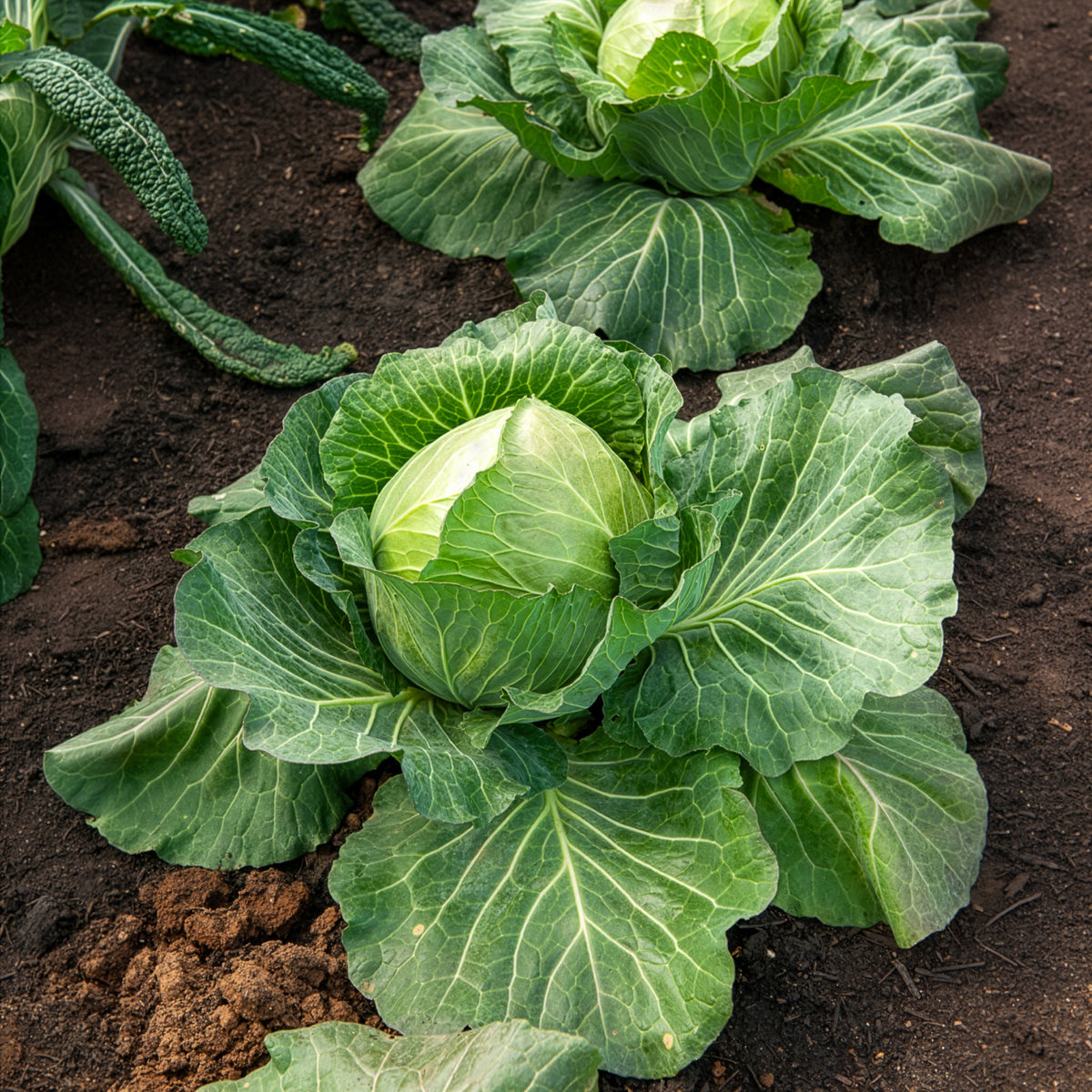 Weißkohl ‘De Brunswick’ - Willemse