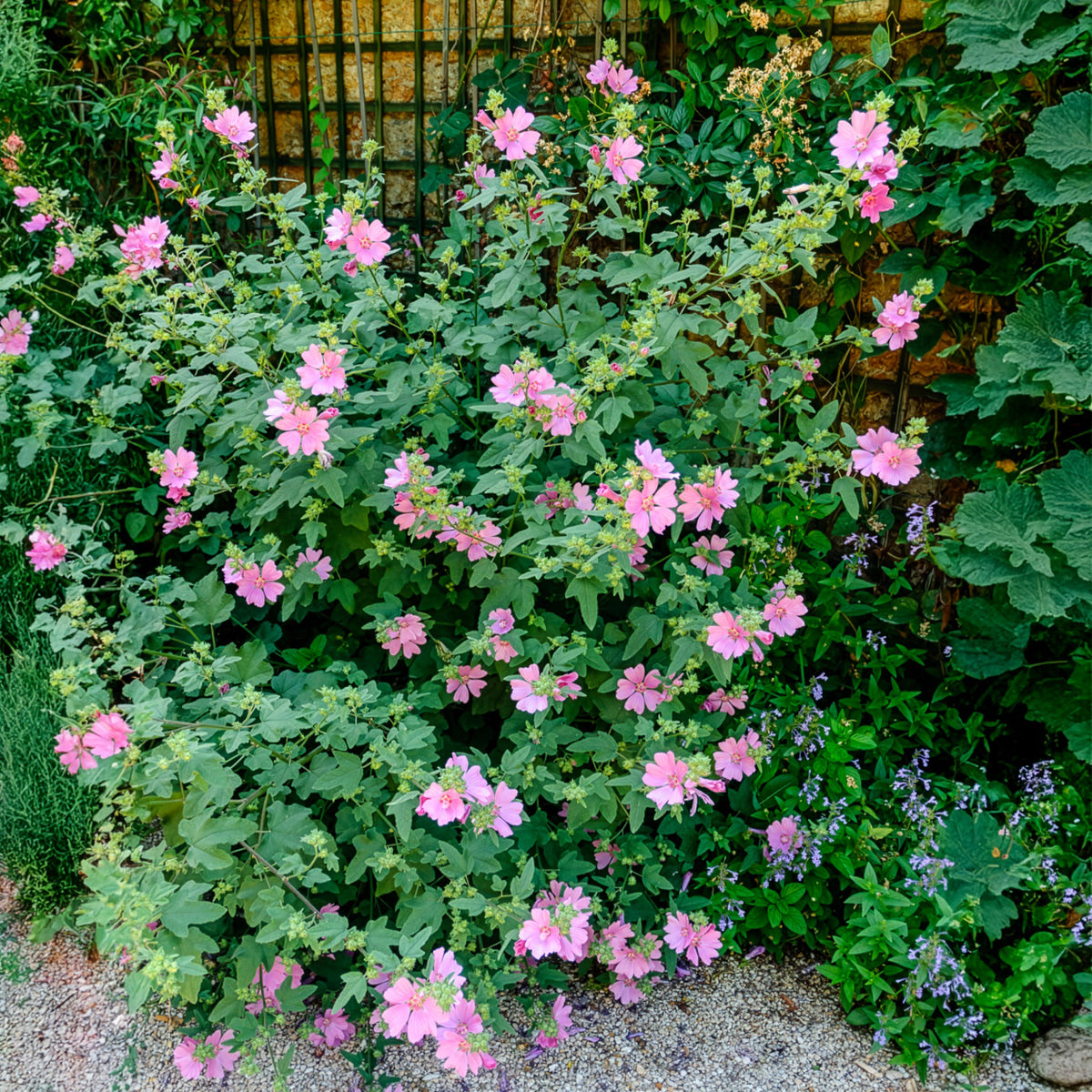 Buschmalve (x2) - Willemse