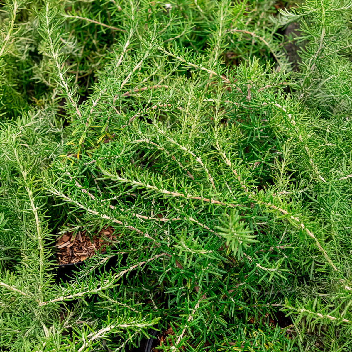 Rosmarin Pointe du Raz - Rosmarinus officinalis Pointe du Raz - Willemse
