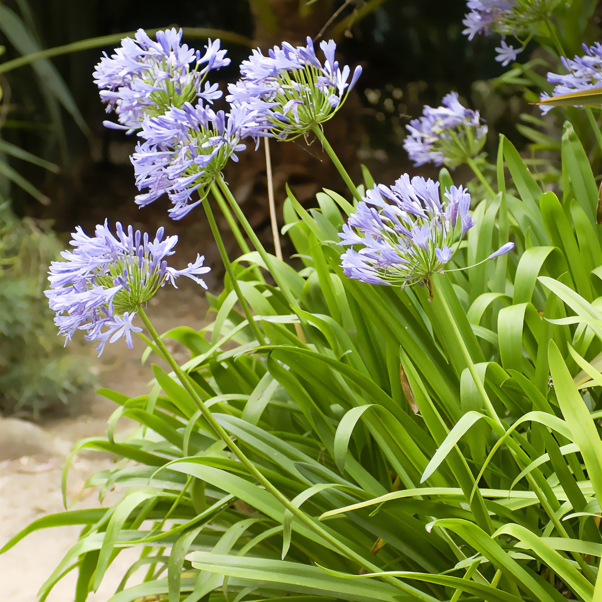 Schmucklilie - Agapanthus africanus - Willemse